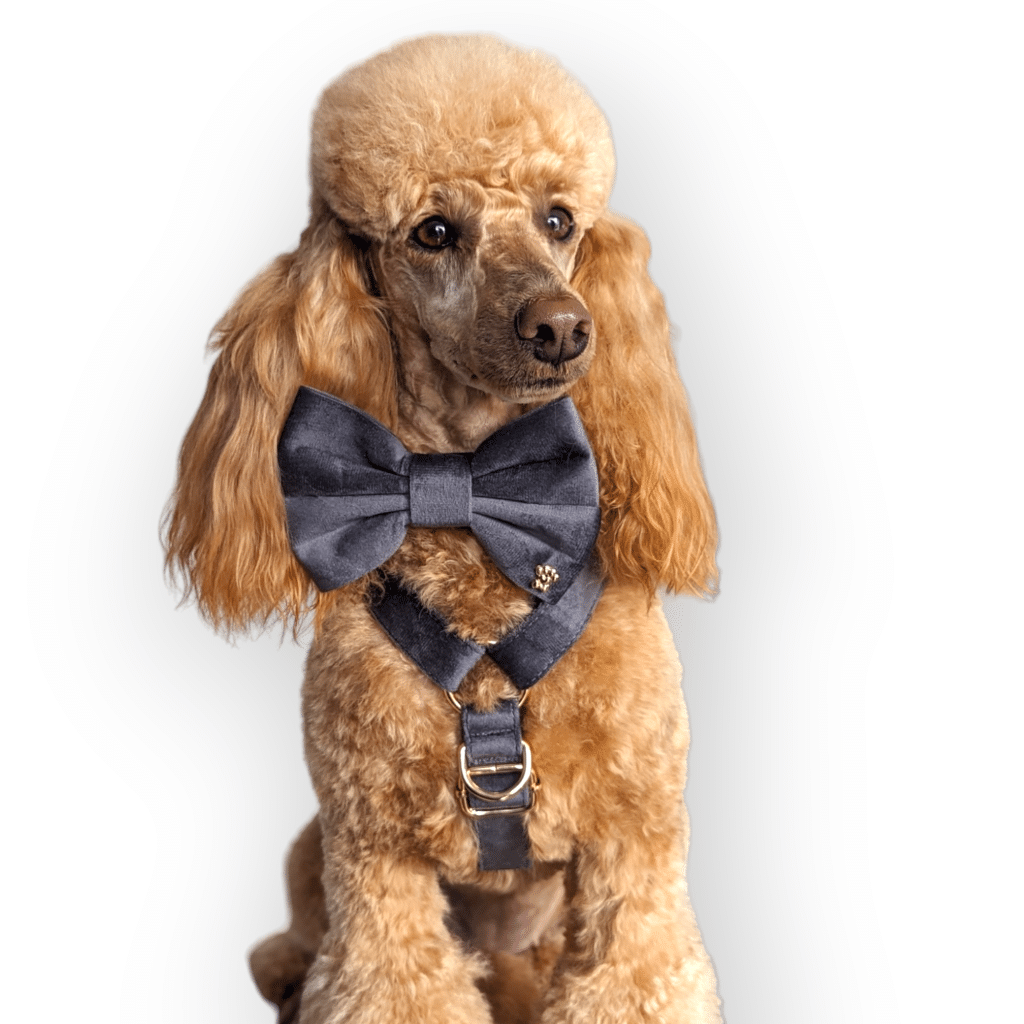 Apricot poodle wearing grey velvet bow and harness by Queenie's Pawprints