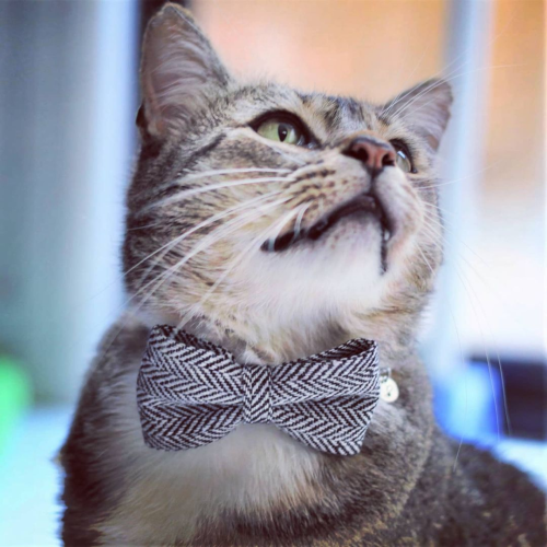 Cat Collars & Bow Ties