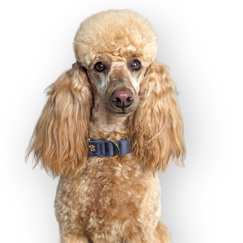 Apricot poodle wearing Slate Grey velvet collar by Queenie's Pawprints